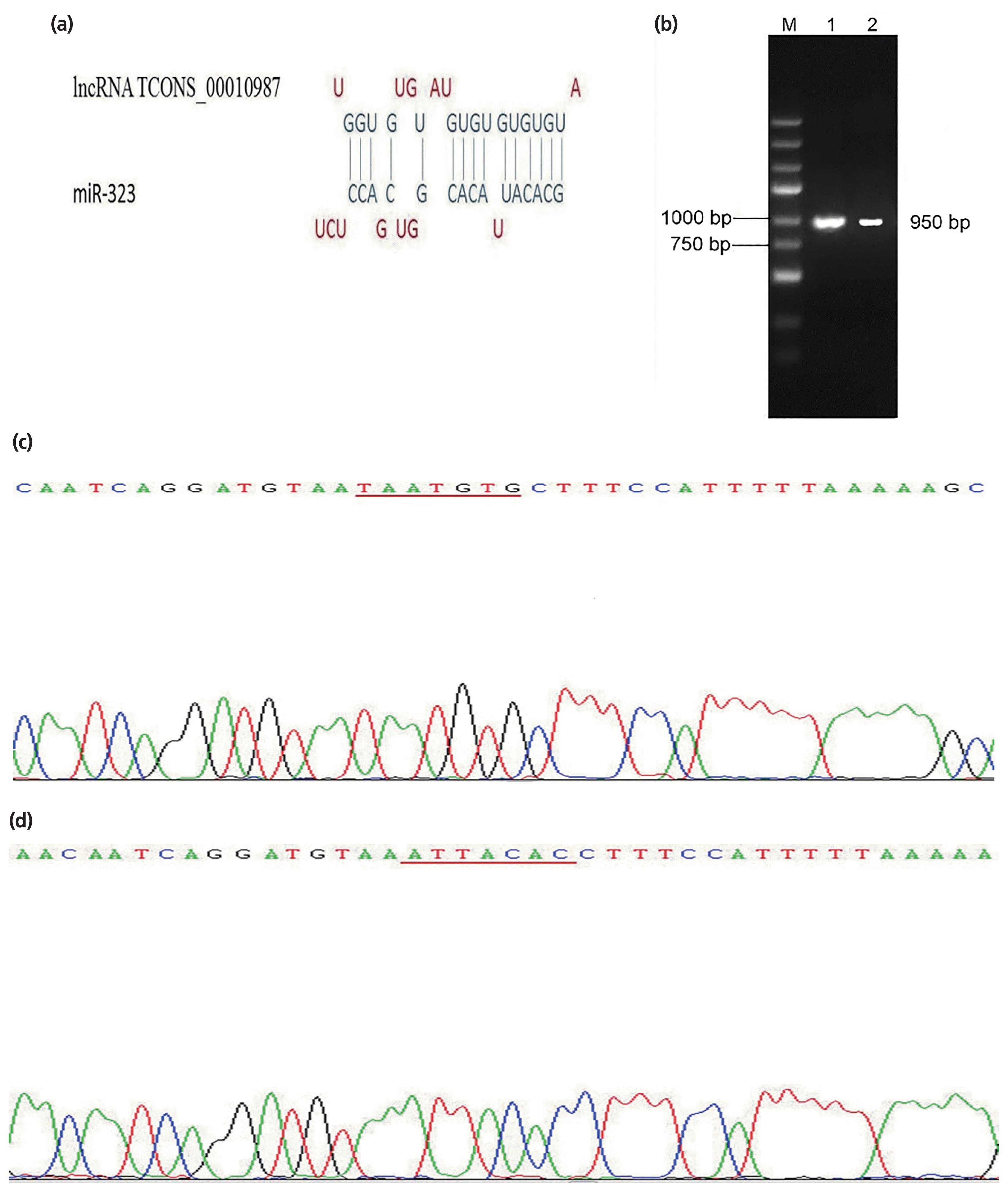 ajas-19-0065f1.gif