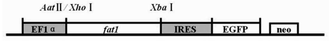 ajas-25-5-621-4f1.gif