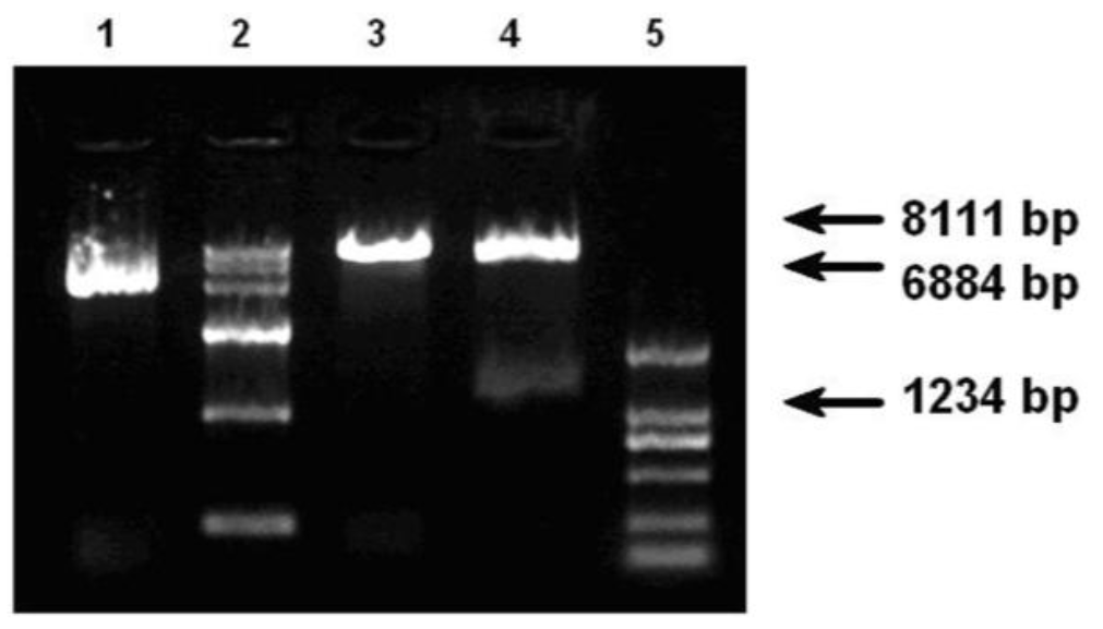 ajas-25-5-621-4f2.gif